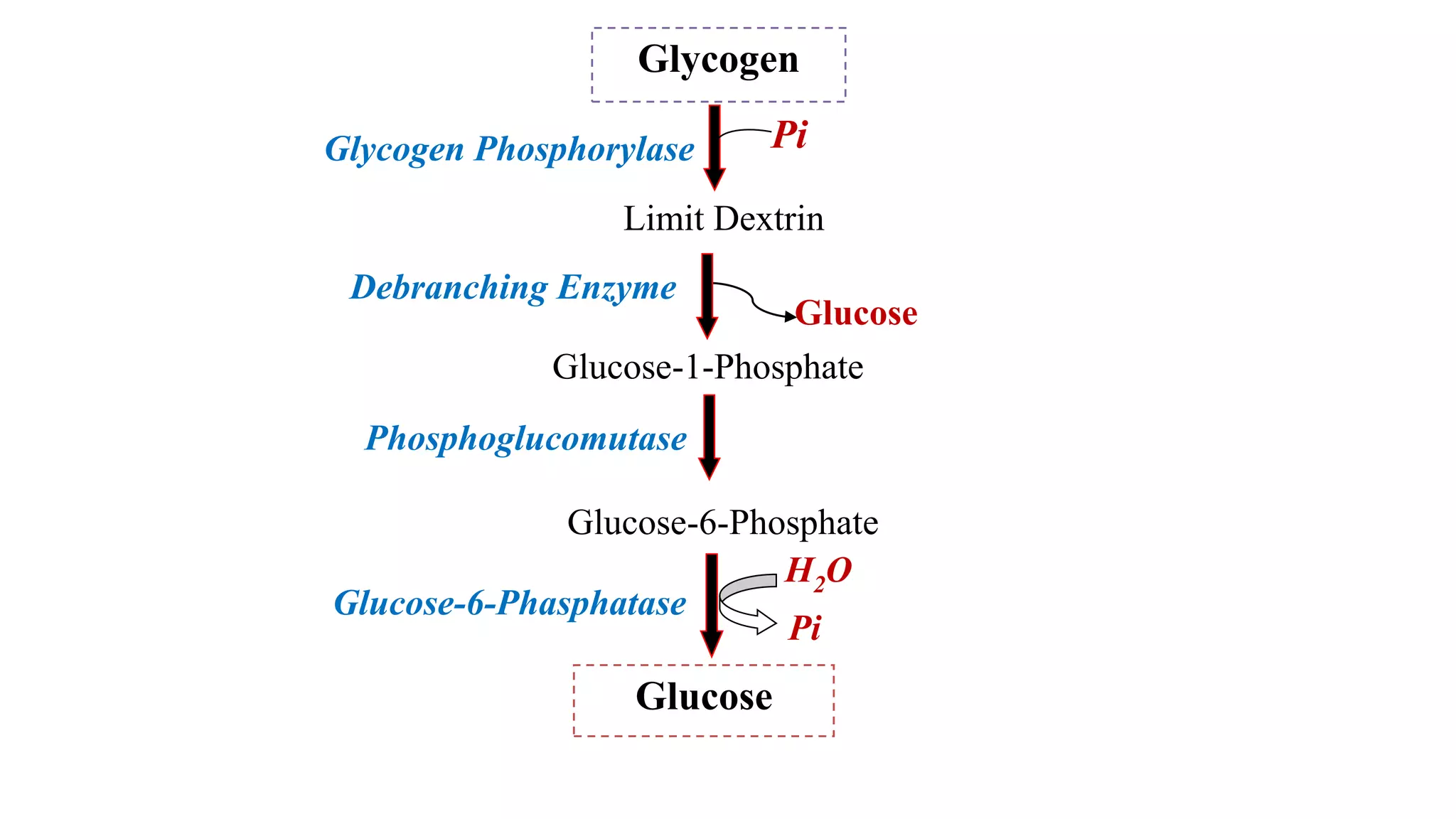 CH-03. Glycogen metabolism.pptx