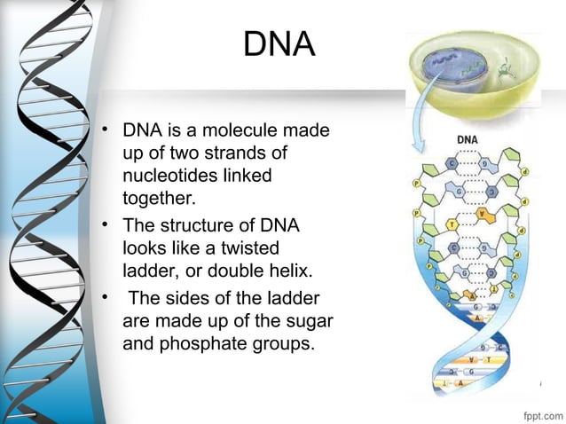 ch-1.1.ppt biology DNA Highschool science | PPT