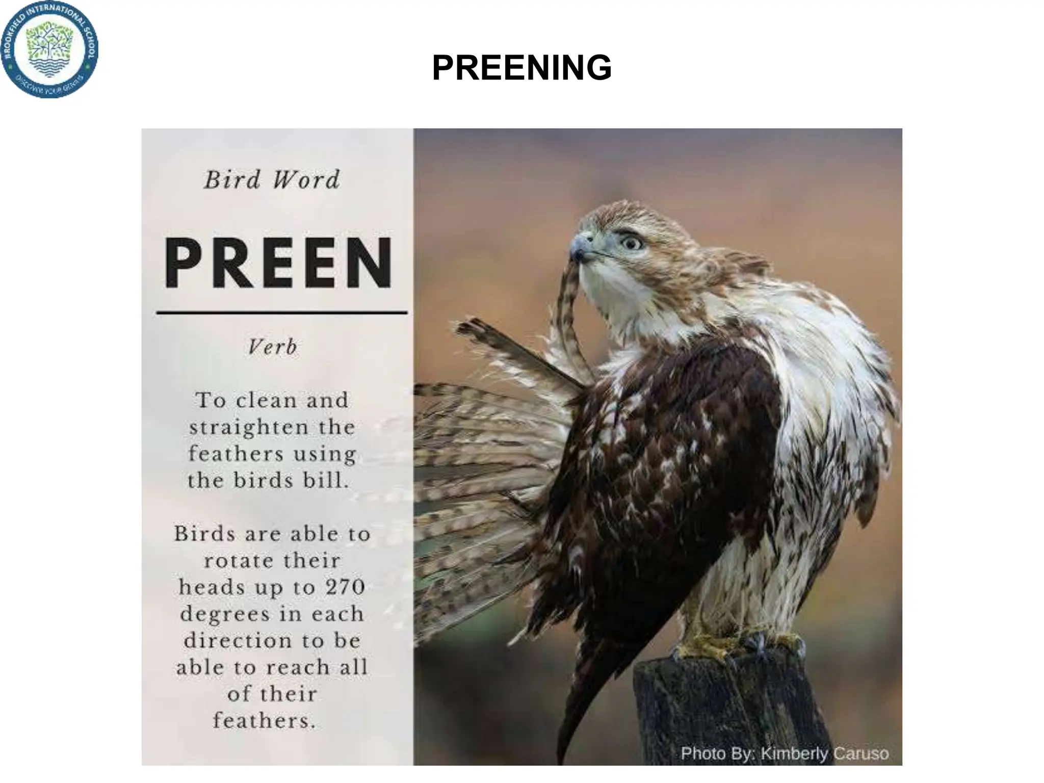 Claw Types Beaks and claws types of claws preening migration | PPTX