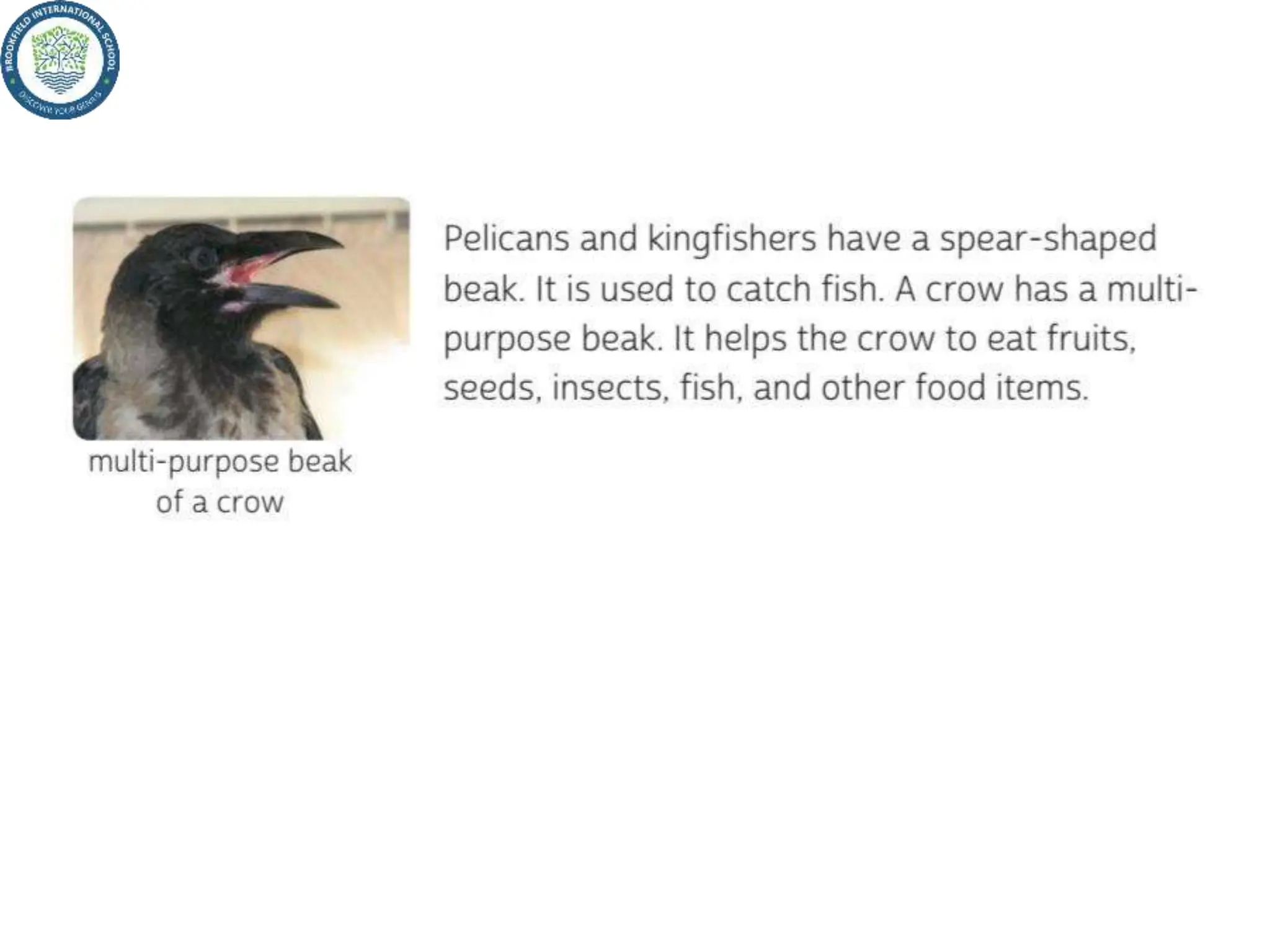 Claw Types Beaks and claws types of claws preening migration | PPTX