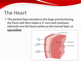 The Heart
 The parietal layerattaches to the large arteries leaving
the heart and then makes a U-turn and continues
inferiorly overthe heart surfaceas thevisceral layer, or
epicardium
 