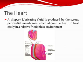 The Heart
 A slippery lubricating fluid is produced by the serous
pericardial membranes which allows the heart to beat
easily in a relative frictionless environment
 