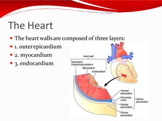The Heart
 The heartwallsarecomposed of three layers:
 1. outerepicardium
 2. myocardium
 3. endocardium
 