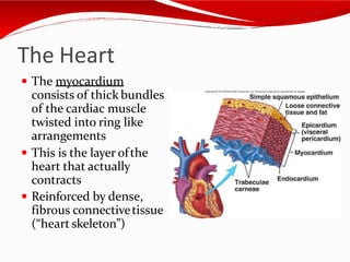 The Heart
 The myocardium
consists of thick bundles
of the cardiac muscle
twisted into ring like
arrangements
 This is the layer ofthe
heart that actually
contracts
 Reinforced by dense,
fibrous connectivetissue
(“heart skeleton”)
 