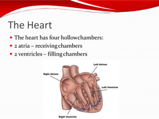 The Heart
 The heart has four hollowchambers:
 2 atria – receivingchambers
 2 ventricles – fillingchambers
 