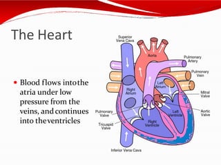 The Heart
 Blood flows intothe
atria under low
pressure from the
veins, andcontinues
into theventricles
 