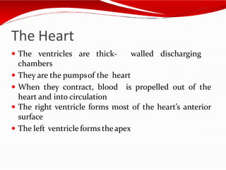 The Heart
 The ventricles are thick- walled discharging
chambers
 They are the pumpsof the heart
 When they contract, blood is propelled out of the
heart and into circulation
 The right ventricle forms most of the heart’s anterior
surface
 The left ventricle forms theapex
 
