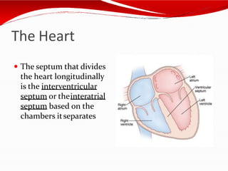 The Heart
 The septum that divides
the heart longitudinally
is the interventricular
septum or theinteratrial
septum based on the
chambers itseparates
 