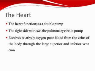The Heart
 The heart functionsas a doublepump
 The right sideworksas the pulmonarycircuit pump
 Receives relatively oxygen-poor blood from the veins of
the body through the large superior and inferior vena
cava
 