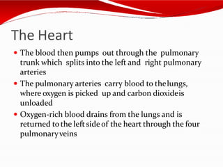 The Heart
 The blood then pumps out through the pulmonary
trunk which splits into the left and right pulmonary
arteries
 The pulmonary arteries carry blood to thelungs,
where oxygen is picked up and carbon dioxideis
unloaded
 Oxygen-rich blood drains from the lungs and is
returned tothe leftsideof the heart through the four
pulmonaryveins
 