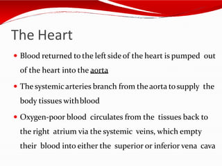The Heart
 Blood returned to the leftside of the heart is pumped out
of the heart into the aorta
 The systemicarteries branch from theaorta tosupply the
body tissues withblood
 Oxygen-poor blood circulates from the tissues back to
the right atrium via the systemic veins, which empty
their blood into either the superior or inferior vena cava
 