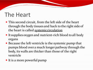 The Heart
 This second circuit, from the left side of the heart
through the body tissuesand back to the right side of
the heart is called systemiccirculation
 Itsuppliesoxygen and nutrient-rich blood toall body
organs
 Because the left ventricle is the systemic pump that
pumps blood overa much longerpathway through the
body, its walls are thicker than those of the right
ventricle
 It is a more powerfulpump
 
