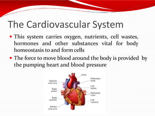 The Cardiovascular System
 This system carries oxygen, nutrients, cell wastes,
hormones and other substances vital for body
homeostasis to and formcells
 The force to move blood around the body is provided by
the pumping heart and blood pressure
 