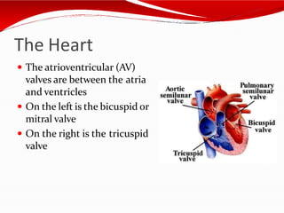 The Heart
 The atrioventricular (AV)
valves are between the atria
and ventricles
 On the left is the bicuspid or
mitral valve
 On the right is the tricuspid
valve
 