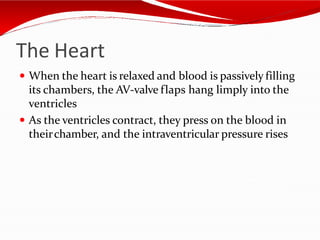 The Heart
 When the heart is relaxed and blood is passively filling
its chambers, the AV-valve flaps hang limply into the
ventricles
 As the ventricles contract, they press on the blood in
theirchamber, and the intraventricular pressure rises
 