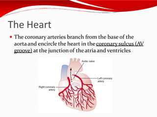 The Heart
 The coronary arteries branch from the base of the
aortaand encircle the heart in thecoronary sulcus (AV
groove) at the junctionof theatriaand ventricles
 