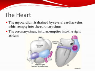 The Heart
 The myocardium is drained by several cardiacveins,
which empty into thecoronary sinus
 The coronary sinus, in turn, empties into the right
atrium
 