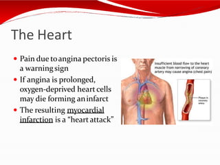The Heart
 Pain due toangina pectoris is
a warningsign
 If angina is prolonged,
oxygen-deprived heartcells
may die forming aninfarct
 The resulting myocardial
infarction is a “heart attack”
 