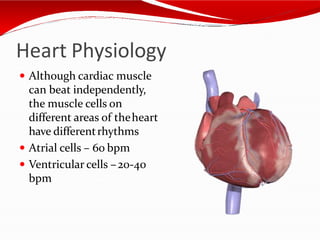 Heart Physiology
 Although cardiac muscle
can beat independently,
the muscle cells on
different areas of theheart
have differentrhythms
 Atrial cells – 60 bpm
 Ventricular cells –20-40
bpm
 