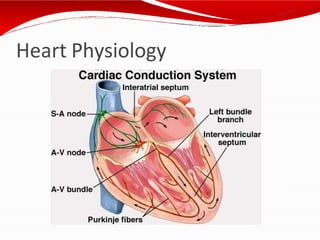 Heart Physiology
 