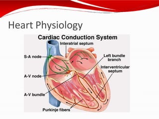 Heart Physiology
 