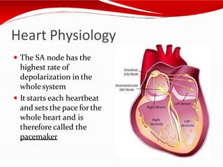 Heart Physiology
 The SA node has the
highest rate of
depolarization in the
wholesystem
 It starts each heartbeat
and sets the pace forthe
whole heart and is
therefore called the
pacemaker
 