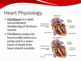  Fibrillation is a rapid,
uncoordinated
shuddering of the heart
muscle
 Fibrillation makes the
heart totallyuselessasa
pump and is a major
cause of death from
heart attacks inadults
Heart Physiology
 