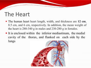 The Heart
 The human heart heart length, width, and thickness are 12 cm,
8.5 cm, and 6 cm, respectively. In addition, the mean weight of
the heart is 280-340 g in males and 230-280 g in females.
 It is enclosed within the inferior mediastinum, the medial
cavity of the thorax, and flanked on each side by the
lungs
 