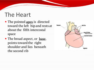 The Heart
 The pointed apex is directed
toward the left hipand restsat
about the fifth intercostal
space
 The broad aspect, or base,
points towardthe right
shoulder and lies beneath
the second rib
 