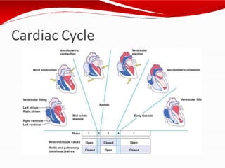 Cardiac Cycle
 