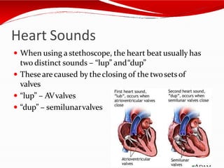 Heart Sounds
 When using a stethoscope, the heart beat usually has
two distinct sounds – “lup” and“dup”
 Thesearecaused by theclosing of the twosets of
valves
 “lup” – AVvalves
 “dup” – semilunarvalves
 