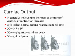 Cardiac Output
 In general, strokevolume increases as the forceof
ventricular contractionincreases
 Let’s look at normal resting heart rateand volume:
 CO = HR x SV
 CO = (74 bpm) x (70 ml perbeat)
 CO = 5180 ml/min
 