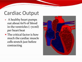 Cardiac Output
 A healthy heart pumps
out about 60% of blood
in the ventricles (~70ml)
per heart beat
 The critical factor is how
much the cardiac muscle
cells stretch just before
contracting
 