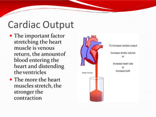 Cardiac Output
 The important factor
stretching the heart
muscle is venous
return, the amountof
blood entering the
heart and distending
theventricles
 The more the heart
muscles stretch,the
stronger the
contraction
 