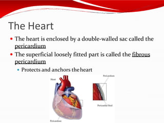 The Heart
 The heart is enclosed by a double-walled sac called the
pericardium
 The superficial loosely fitted part is called the fibrous
pericardium
 Protects and anchors theheart
 