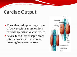 Cardiac Output
 The enhanced squeezing action
of active skeletal muscles from
exercisespeeds upvenousreturn
 Severe blood loss or rapidheart
rate, decreases stroke volume,
creating less venousreturn
 
