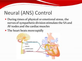 Neural (ANS) Control
 During times of physical or emotional stress, the
nervesof sympatheticdivision stimulatethe SA and
AVnodes and the cardiacmuscles
 The heart beats morerapidly
 