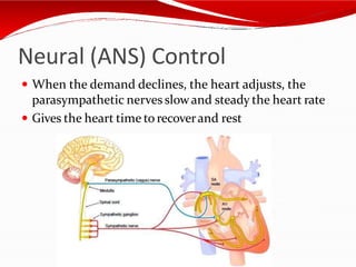Neural (ANS) Control
 When the demand declines, the heart adjusts, the
parasympathetic nerves slowand steady the heart rate
 Gives the heart time to recoverand rest
 