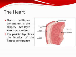 The Heart
 Deep to the fibrous
pericardium is the
slippery, two-layer
serouspericardium
 The parietal layer lines
the interior of the
fibrous pericardium
 