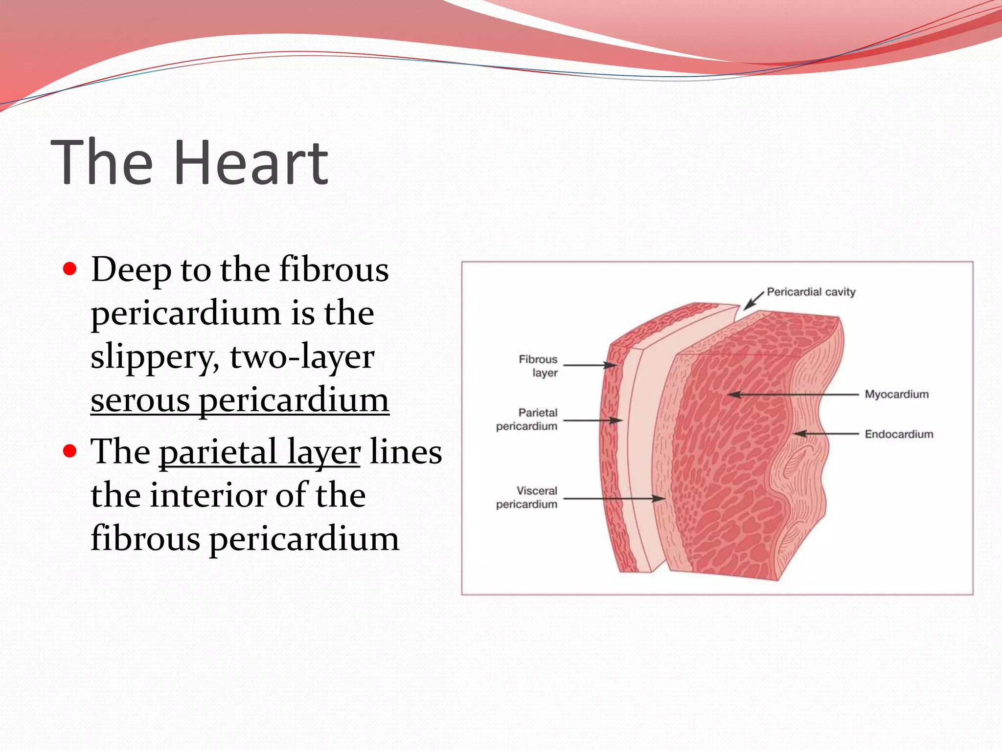 Cardiovascular System | PPTX