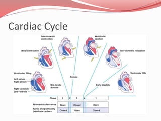 Cardiac Cycle
 