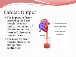 Cardiac Output
 The important factor
stretching the heart
muscle is venous
return, the amount of
blood entering the
heart and distending
the ventricles
 The more the heart
muscles stretch, the
stronger the
contraction
 