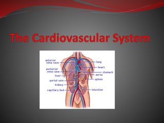 The Cardiovascular System
 Cardiovascular system:
organ system that
distributes blood to all
parts of the body
 Major fu...