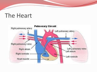 The Heart
 Oxygen-poor blood
circulates from the
tissues back to the right
atrium via the systemic
veins, which empty the...