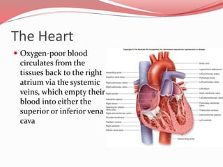 The Heart
 Because the left ventricle is the systemic pump that
pumps blood over a much longer pathway through the
body, ...