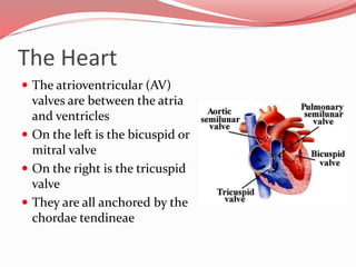 The Heart
 The semilunar valves
guard the bases of the
large arteries leaving the
ventricular chambers
 On the right is ...