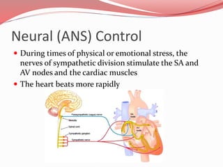Neural (ANS) Control
 Various hormones and ions have a dramatic effect on
heart activity
 Epinephrine – mimics sympathet...