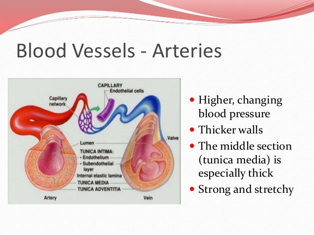 Cardiovascular System