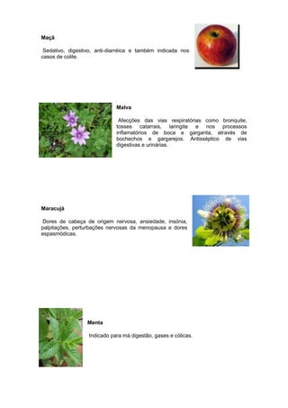 Maçã
Sedativo, digestivo, anti-diarréica e também indicada nos
casos de colite.

Malva
Afecções das vias respiratórias como bronquite,
tosses catarrais, laringite e nos processos
inflamatórios de boca e garganta, através de
bochechos e gargarejos. Antisséptico de vias
digestivas e urinárias.

Maracujá
Dores de cabeça de origem nervosa, ansiedade, insónia,
palpitações, perturbações nervosas da menopausa e dores
espasmódicas.

Menta
Indicado para má digestão, gases e cólicas.

 