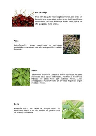 Pés de cereja
Para além de ajudar nas infecções urinárias, este chá é um
bom drenante e que ajuda a eliminar os líquidos retidos no
corpo sendo uma boa alternativa ao chá verde, que é um
chá que possui muita cafeína.

Poejo
Anti-inflamatório, acção espectorante no processos
respiratórios como tosses catarrais, antiespamódico e ainda
depurativo.

Salvia
Estimulante estomacal, usado nas atonias digestivas, náuseas,
dispepsias, alivia cólicas estomacais, intestinais e menstruais.
Indicada nos casos febris com sudorese intensa. Acção
antisséptica na higiene bucal e em afecções da pele de origem
micótica e feridas.

Stévia
Adoçante usado nas dietas de emagrecimento, na
alimentação infantil e por não interferir na glicemia pode
ser usado por diabéticos.

 